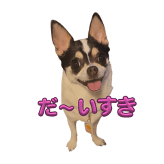 黒白ちわわのご挨拶１