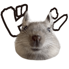 デグーの喜助スタンプ１