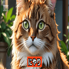 ExpressiveCatStickers