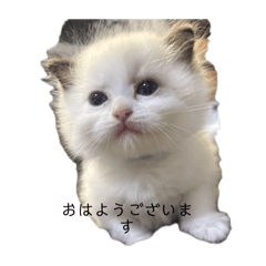 仔猫ルァの気遣い日常