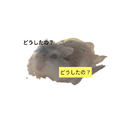まろハム日常ちょっと見