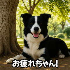 可愛いボーダーコリーの日常スタンプ！！