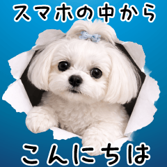 スマホの中からこんにちは