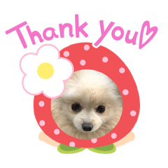 毎日使える♡ポメラニアンのミルクの挨拶
