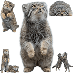 BIG! マヌルネコ　実写４