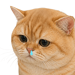 Chubby Orange Cat Meme