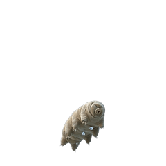 【小さく表示される】クマムシ