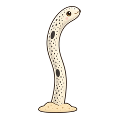 シンプルなチンアナゴ