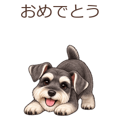 動く♪ミニチュアシュナウザーの毎日