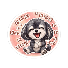 やんちゃな黒チワプー♪かわいさ全開