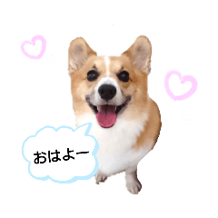 愛しの corgi