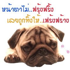Pug Lover - (Fino)