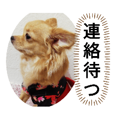 愛犬ちてんのスタンプ