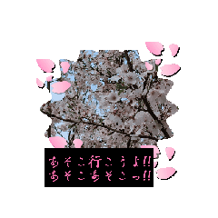 桜の動画スタンプ