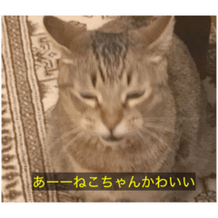 よく話すねこ(字幕)