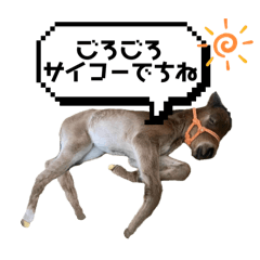 仔馬のまめちゃん1