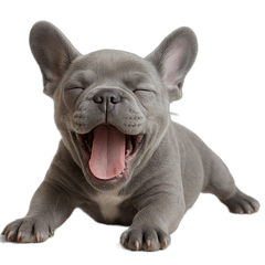 ゆるかわフレブル(グレー)の日常