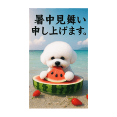 夏！ビションフリーゼ