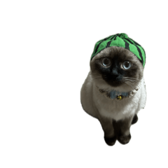 アメショのうにくん。10わたげもいるよんっ