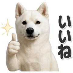 毎日使える！かわいい紀州犬