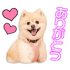 尾上家のはなのちゃん