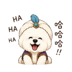 Bichon Frise Aladdin