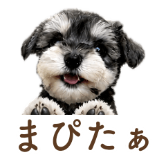 もふもふ天気予報のミニチュアシュナウザー
