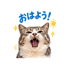 おしゃべり猫のあいさつと連絡