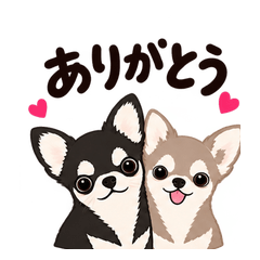smoothcoatchihuahuaARUandIRU