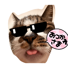 サングラスネコ　完