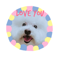 Mika Bichon Frise