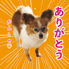 ずっとずっと、我が家のドッグズ。