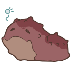 ねぼけなまこ(海鼠)