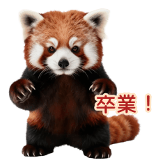 全力威嚇で卒業を祝うレッサーパンダ