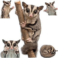 BIG! フクロモモンガ　実写