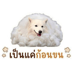 NongNomKhon Ver.3