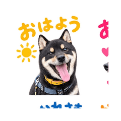 ふわふわ柴犬♡毎日使えるスタンプ