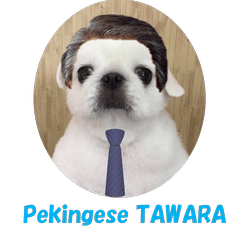 Pekingese dog TAWARA (English ver.)