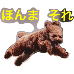 toy poodle  kuu