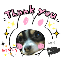 ロングチワワの日常(２)