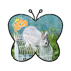 Mochi the cute rabbit
