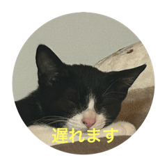 ほぼ使わない猫の毎日