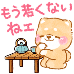 年齢を感じる❤️いやしばいぬ❤️柴犬シニア