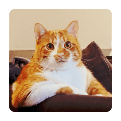 ぱなぱなスタンプ