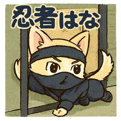 チワブで忍者なはなちゃん①