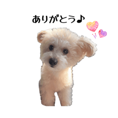 ポメプーふくの日常