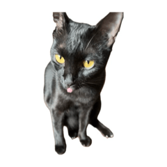 maibokbrae_20260106013047