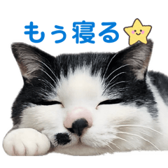 ちょっと塩対応な白黒はちわれくんスタンプ