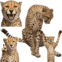 BIG! チーター　実写