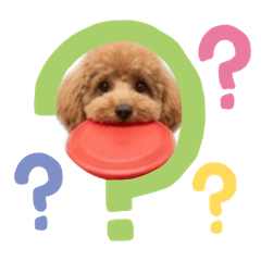 トイプードルプリティ6